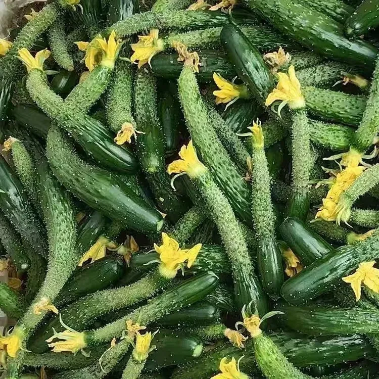 新鲜现摘小黄瓜扭山东嫩黄瓜妞青瓜蔬菜黄瓜腌制酱菜