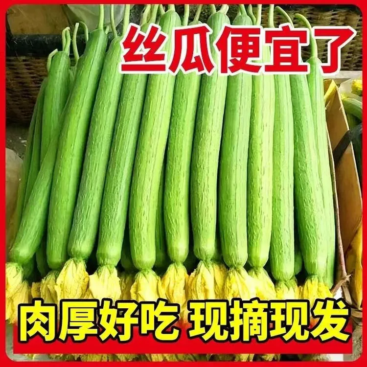 【顺丰包邮】新鲜农家丝瓜奶油丝瓜现摘现发香嫩营养丰富口感丝滑