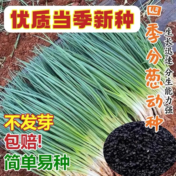 四季小香葱种籽阳台盆栽浓香小葱种子季高产蔬菜葱种四季小香葱