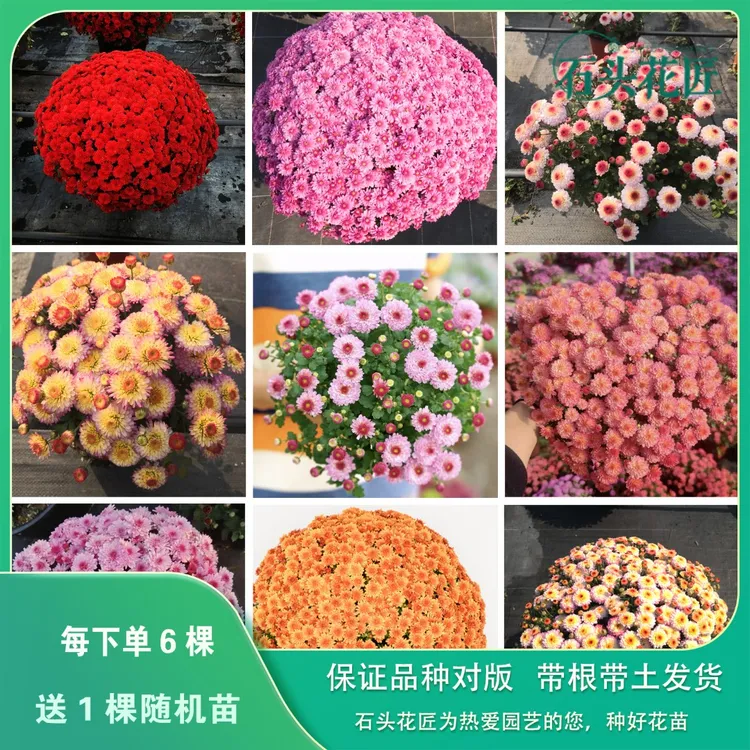石头花匠50个品种 糖果甜心吉吉珊瑚球菊千头菊花苗耐寒耐热爆球