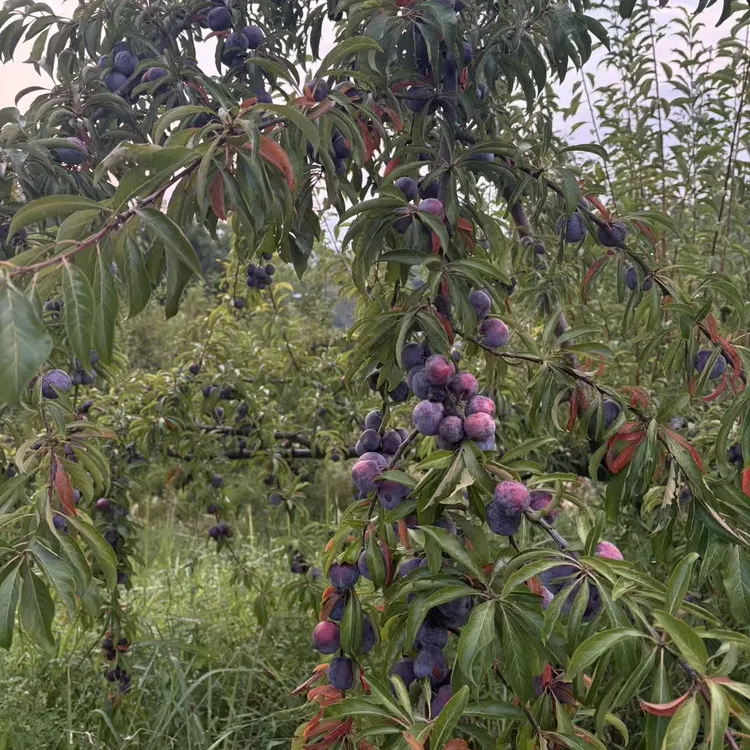 《雾都幺妹》重庆脆红脱骨李现摘现发当季脆甜水果