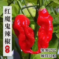 【满五包包邮】红魔鬼辣椒种子海南灯笼辣椒种子四季阳台庭院可种