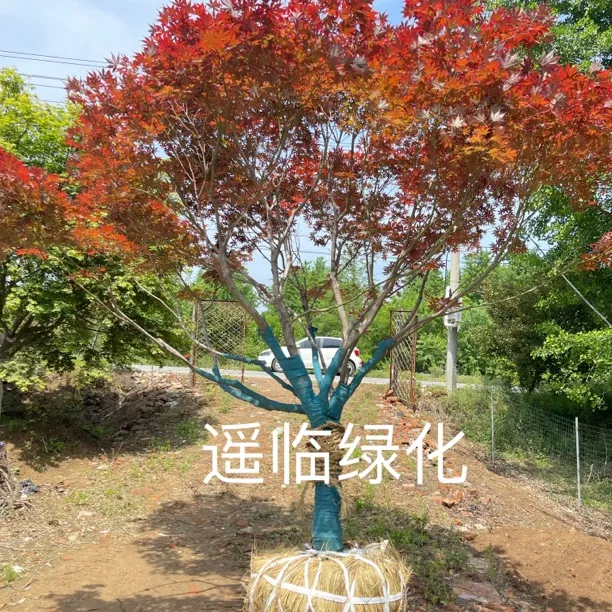 中国红枫绿植红色室外庭院观叶植物耐寒造景树室内户外盆栽南天竹