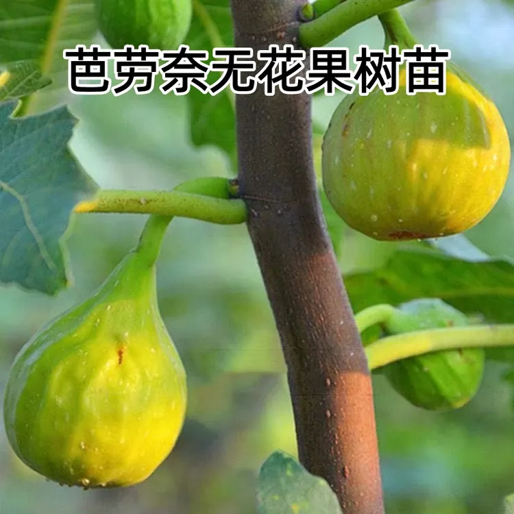 无花果树苗芭劳奈无花果树苗南方北方庭院种植盆栽地栽无花果树苗