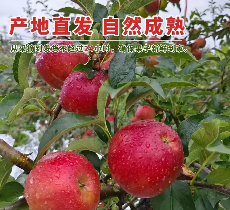 云南昭通新鲜应季红露苹果脆甜多汁果农直发整箱