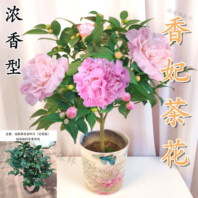 【英子花卉】香妃山茶花树苗花卉圆筒盆植物室内外四季浓香型阳台好养