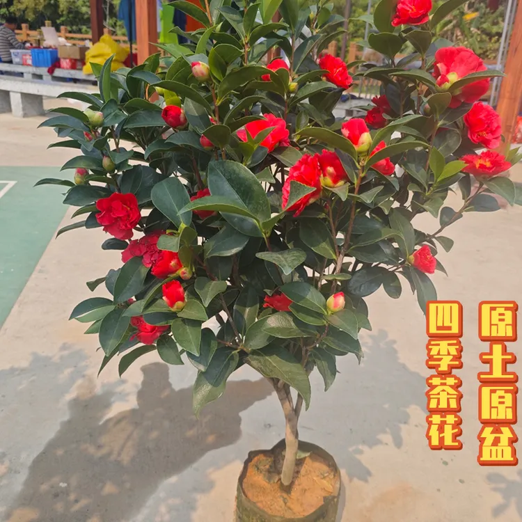 四季夏日七心茶花迎夏视频红色重瓣花卉扦插嫁接大盆栽庭院高端好