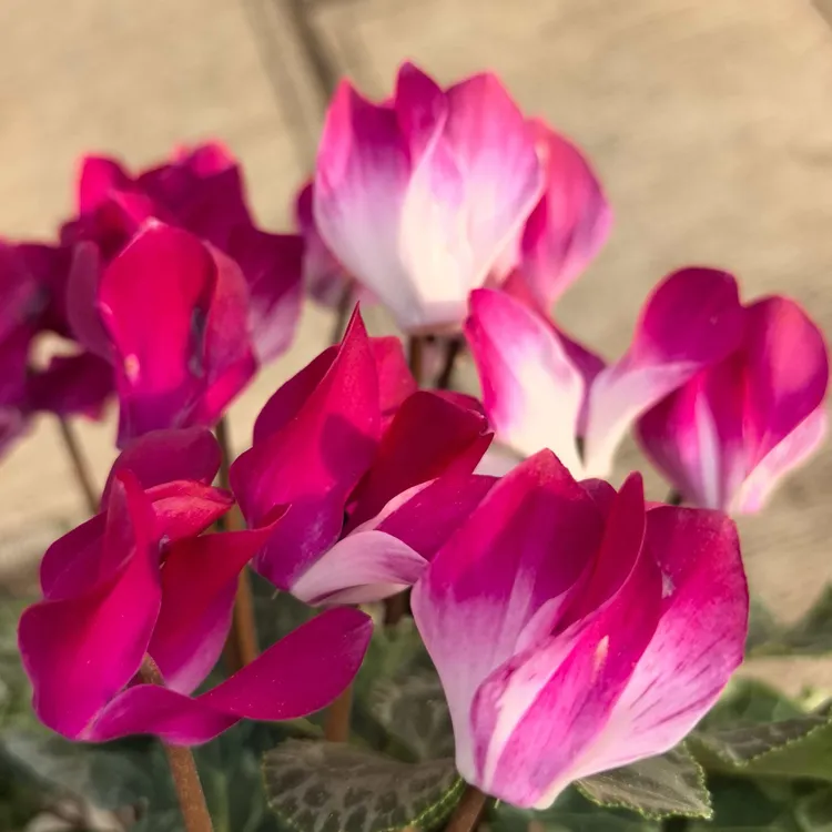 【音迪卡】F1代仙客来盆栽花带花发货室内外好养四季花卉