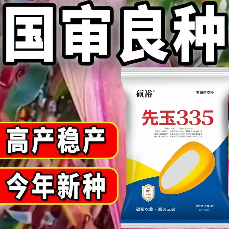 红轴矮杆原装正品高产玉米种子先玉335大棒玉米种子