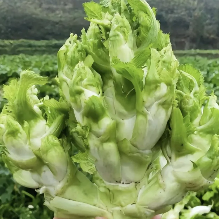 贵州高山农家儿菜