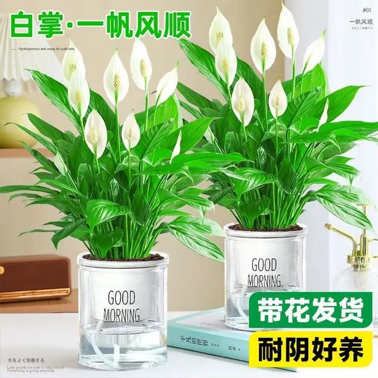 白掌盆栽一帆风顺绿植水培室内四季好养易活花卉办公室盆栽植物