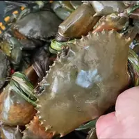 【魏来海鲜】三只1.5斤货发出概不退款红膏母蟹青蟹红膏鲟