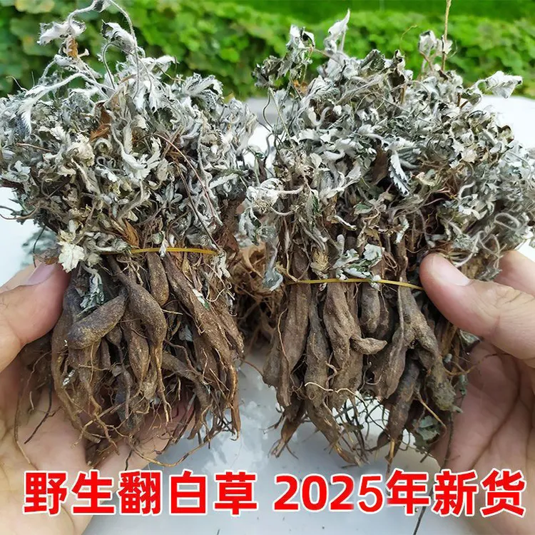新货 翻白草干货新鲜野生整颗带根可搭配地骨皮 翻白草根茶中药材