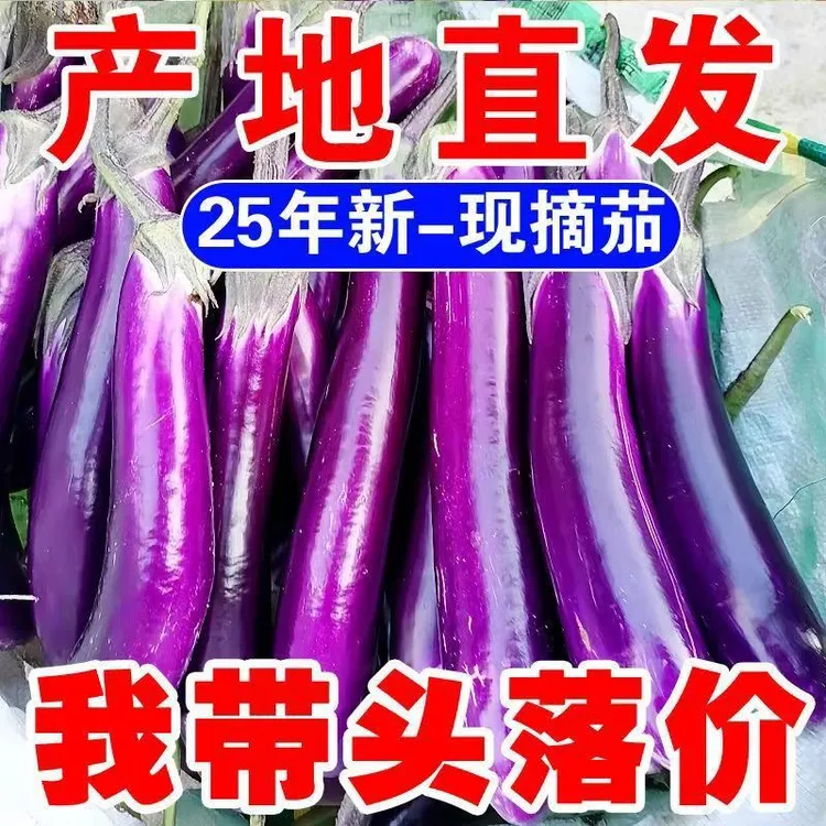 河南新鲜紫皮长茄子农家露天种植现摘应季蔬菜