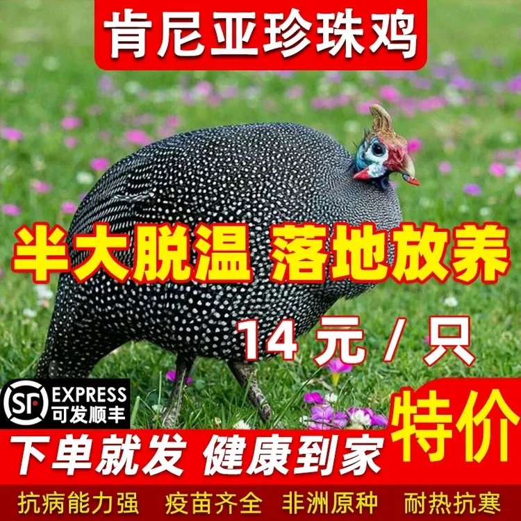 珍珠小鸡活苗一斤纯种珍珠鸡散养脱温鸡苗正宗棉鸡苗快长高产蛋种