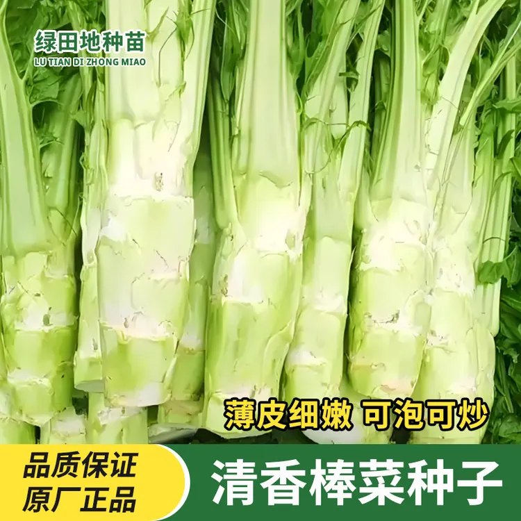 四川棒菜种子大棒薄皮芥菜种子棒棒菜种子春秋季秋播家庭蔬菜种子