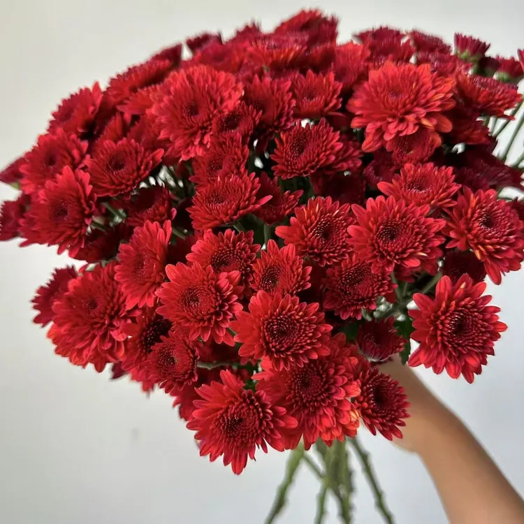 红帝王小菊花盆栽庭院阳台花卉植物多年生易爆花易养护