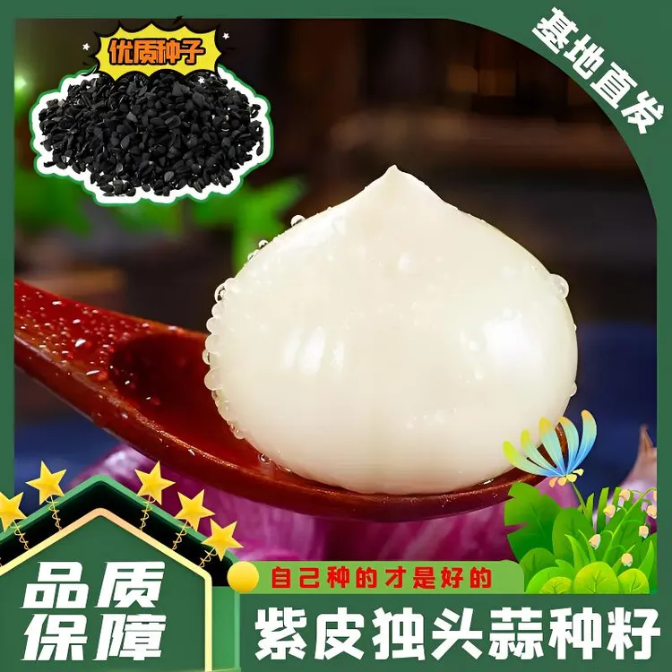 云南独头紫皮蒜种子四季南北通用高品质粒粒饱满香味浓郁新手种植