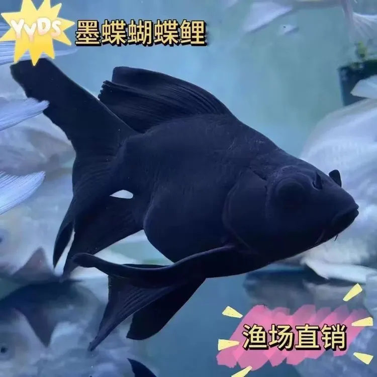 台湾纯种墨蝶高颜值四代蝴蝶鲤观赏冷水鱼好养耐活