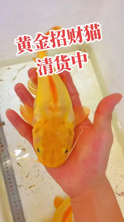 黄金招财猫鱼活体热带观赏鱼寓意好适合与龙鱼搭配