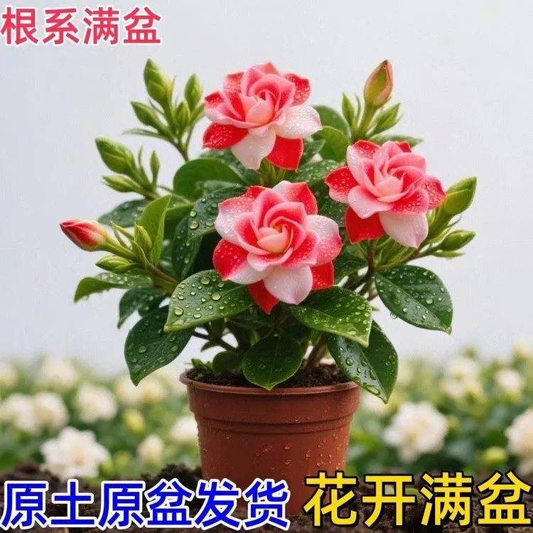 【买一送一】原盆原土渐变重瓣栀子花四季开花阳台盆栽花卉植物