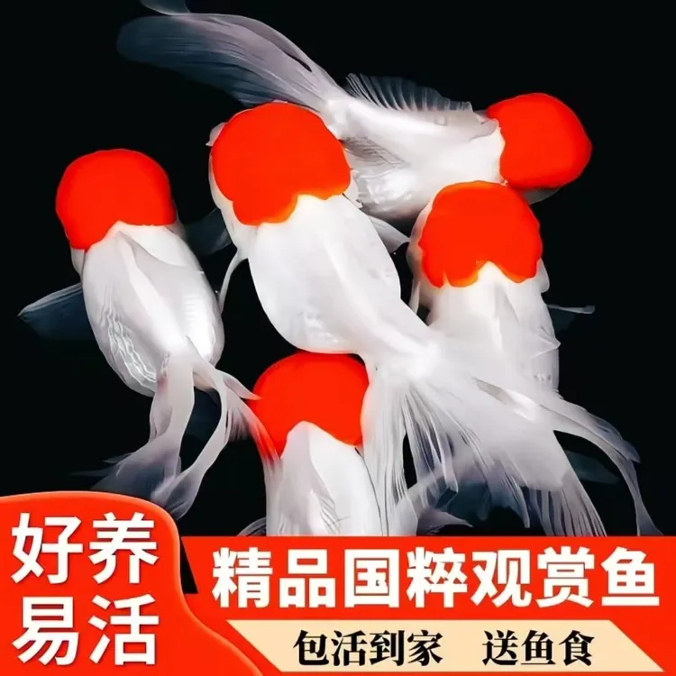 6-8cm红头红狮冷水观赏鱼红头红狮混发好养耐活新手可养活鱼