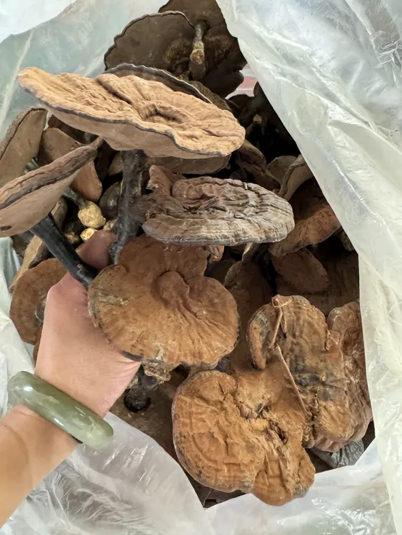 高山黑灵芝 不苦黑灵芝煲汤泡酒煮水枫树灵芝