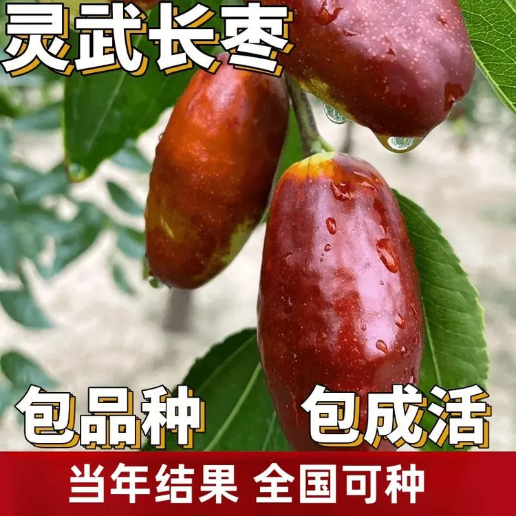 灵武长枣苗南北方庭院地栽枣子特大果树盆栽嫁接枣树活苗当年结果