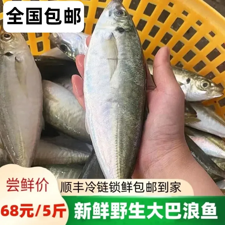 【全国顺丰发货】5斤野生海捕巴浪鱼新鲜冷冻海鲜水产整箱深海捕捞