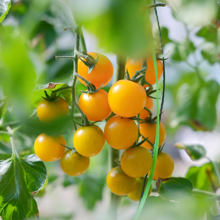 五彩小番茄，酸甜爆汁，0农残0添加，现摘现发，顺丰/京东包邮