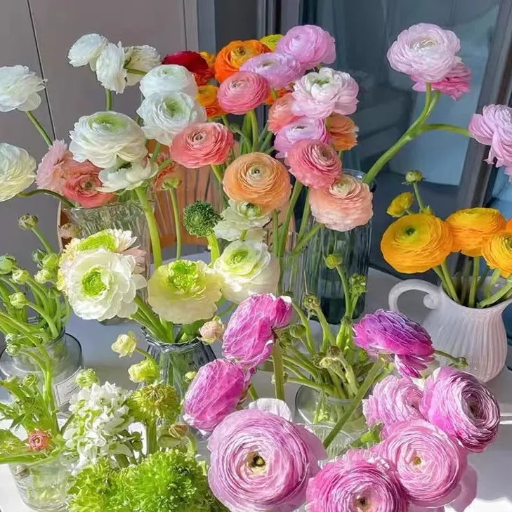 【妙花坊】云南基地洋牡丹鲜切花水培家用插花