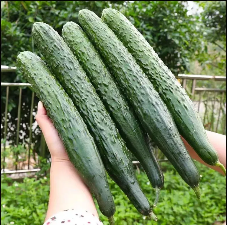 现摘现发农家新鲜健康水果黄瓜脆嫩多汁坏果包赔新鲜直达带刺发货