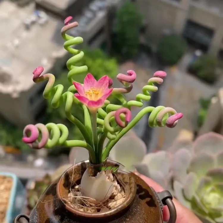 高品质趣味弹簧草多肉盆栽桌面好养观叶花卉阳台易养活带盆带土