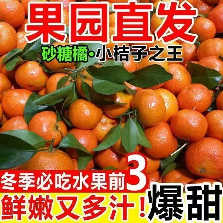 正宗广西沙糖桔当季新鲜水果现摘现发皮薄味甜柑橘
