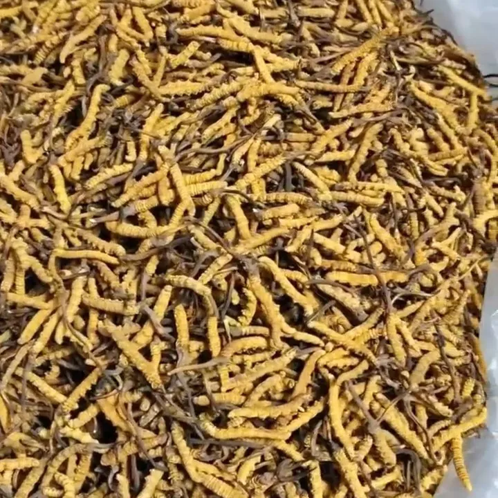 【冬虫夏草】精品小黄芽 实收现卖 拒绝中间商 拒绝种植草