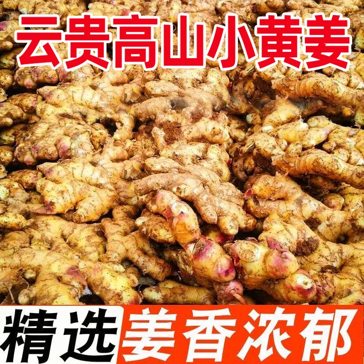 【9斤生姜真划算】现挖鲜嫩小黄姜新鲜生姜嫩姜子姜非云南小黄姜1斤