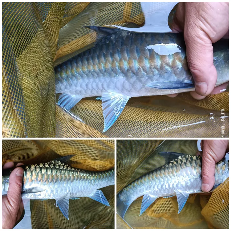 蓝吉罗异口新光唇保山蓝吉罗史氏原生大型冷水观赏稀有鱼蓝吉罗