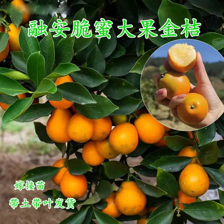 新品四季金桔树苗带土可盆栽四季品种带皮即食