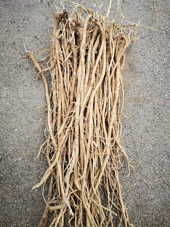 黄芪可煲汤炖肉煮水泡水