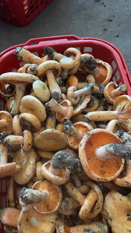 枞树菇（菌中王子）