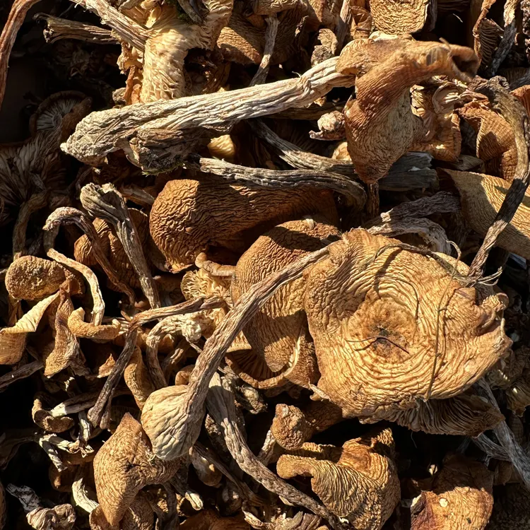 东北野生榛蘑黑龙江深山特产自然晾晒干货适合小鸡炖蘑菇