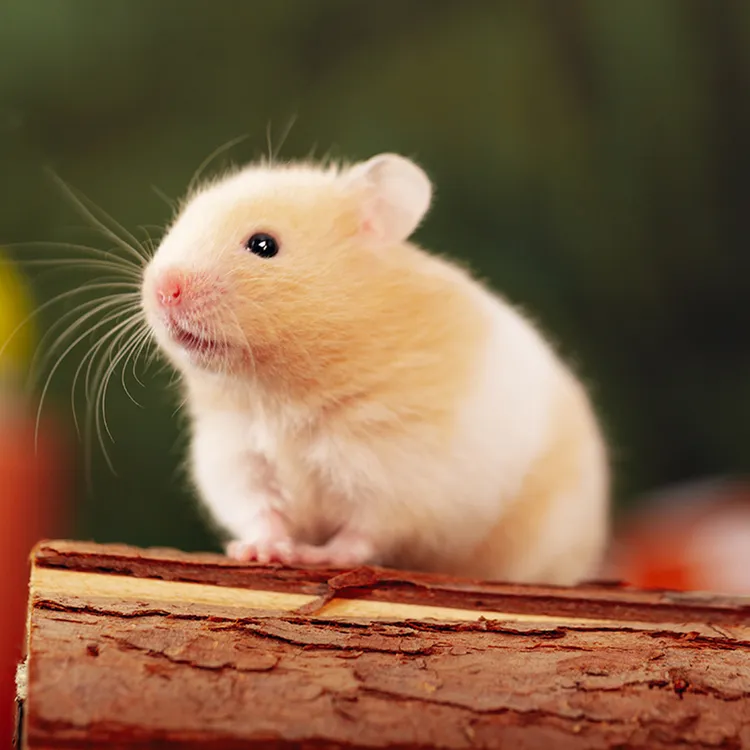 小仓鼠活物三线银狐布丁紫仓波利长毛金丝熊活体卷毛熊宠物礼物新