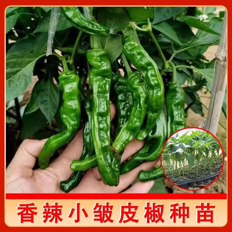 香辣小皱皮皱皱辣椒秧苗长果黑亮高产香辣邹皮四季蔬菜秧苗种苗