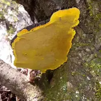  【袁瑞泽推荐】 桑黄 山货