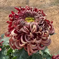 【泥金红莲】富贵菊九月菊花苗盆栽适合室内外庭院阳台种植