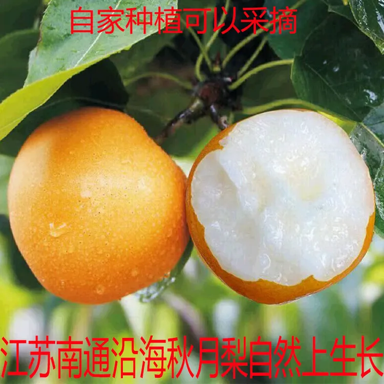 江苏南通沿海秋月梨新鲜水果应当季现摘现发脆甜多汁新鲜孕妇水果