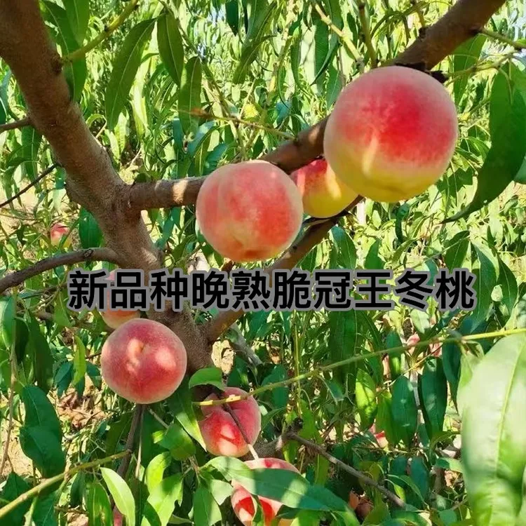 特大冬雪蜜桃脆甜离核 桃树苗新品种早中晚熟南北方种植庭院地栽
