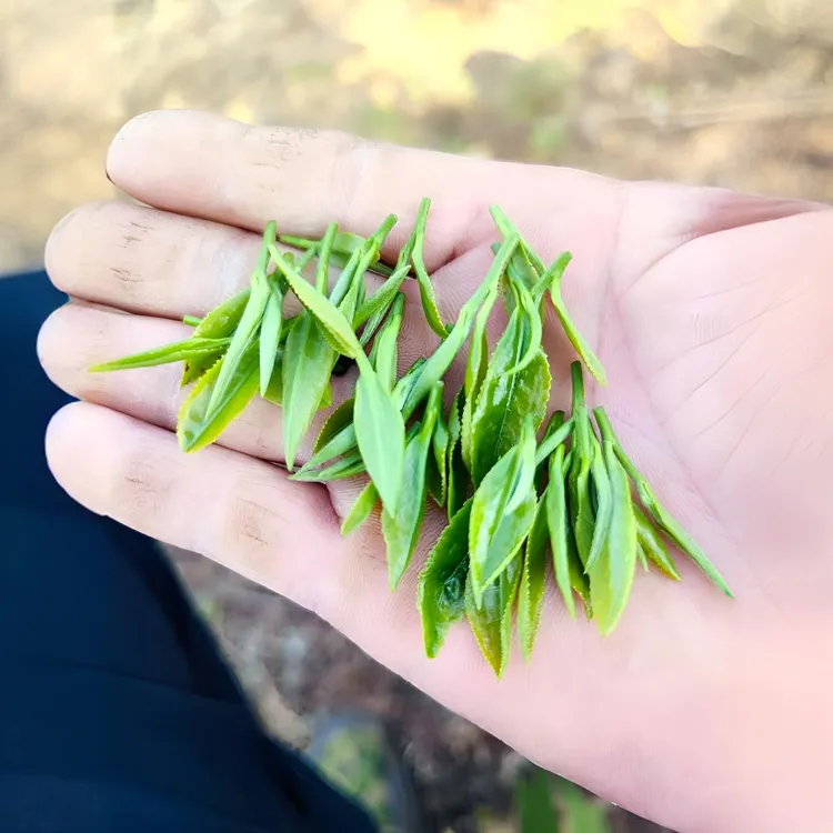 王湾茶叶雨前茶2025新茶  桐柏玉叶绿茶