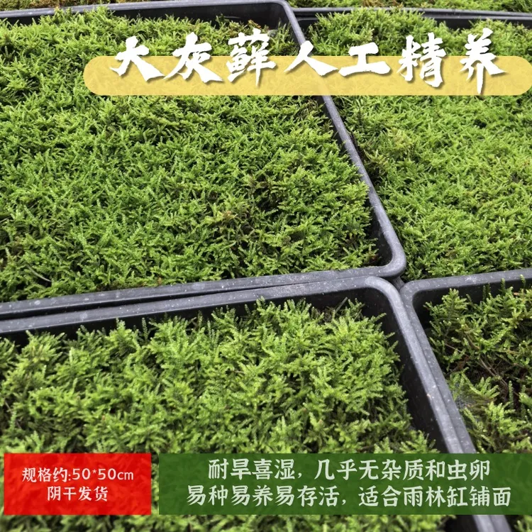 大灰藓鲜活喜湿喜阴  基地直发鲜活苔藓庭院铺面造景盆景