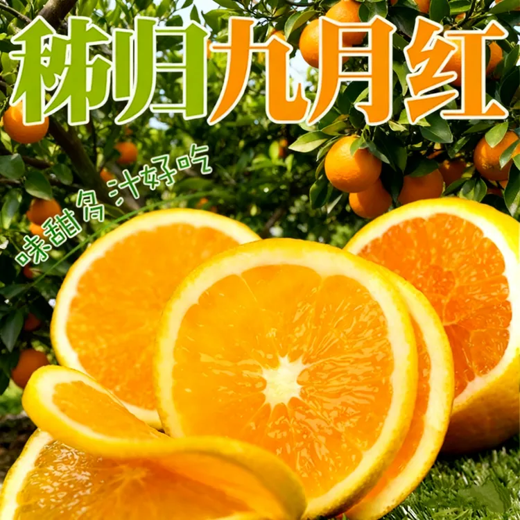 秭归九月红果冻橙4.5斤果肉细腻化渣汁水充足新鲜采摘应季水果T